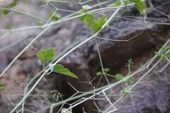 Commicarpus boissieri